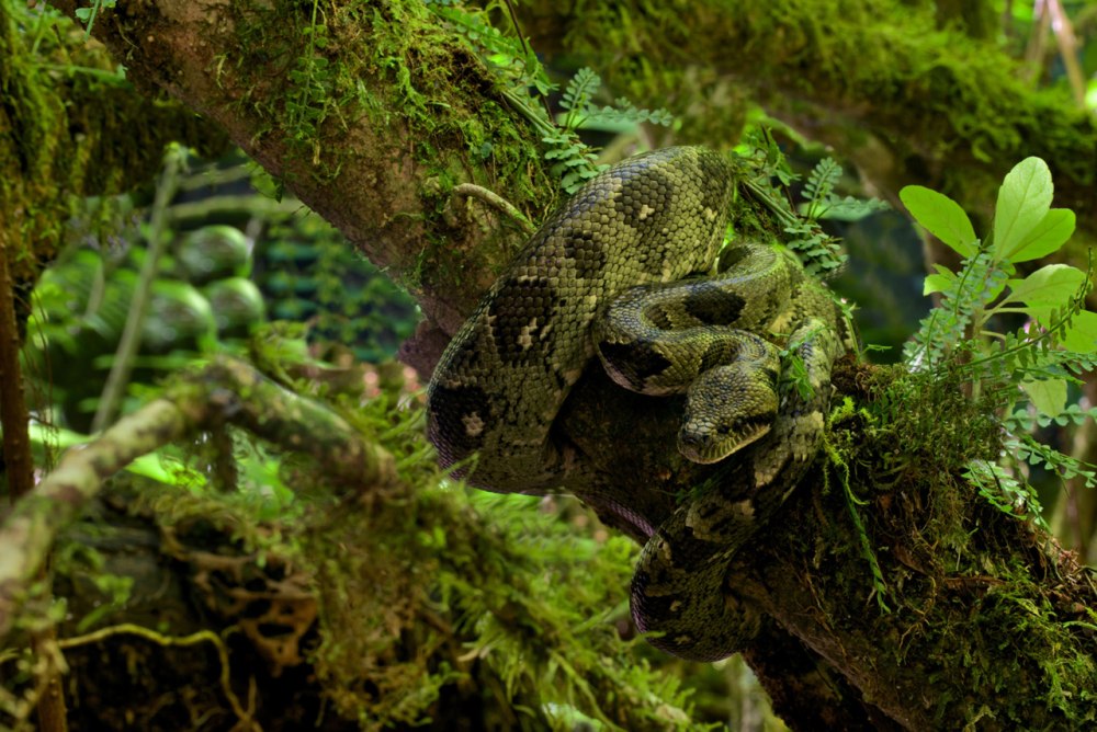 Sanzinia madagascariensis