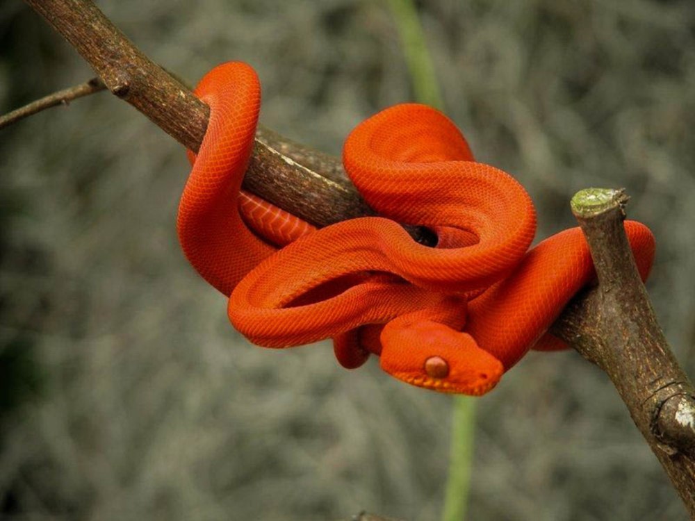 Corallus enydris