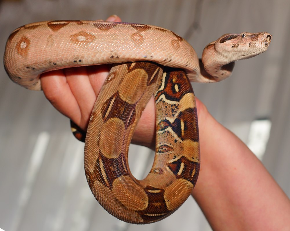Удав обыкновенный boa Constrictor