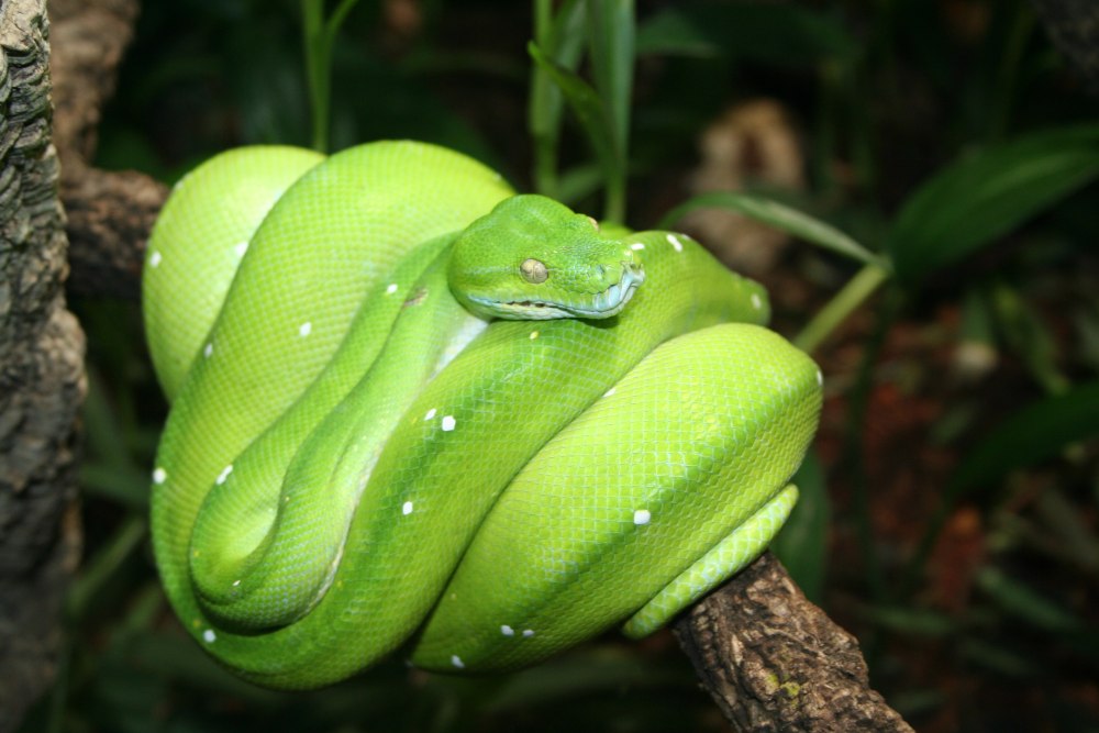 Morelia viridis Jayapura