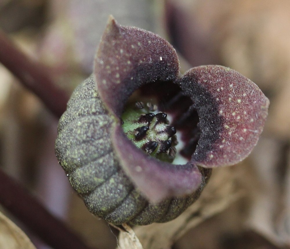 Asarum sieboldii
