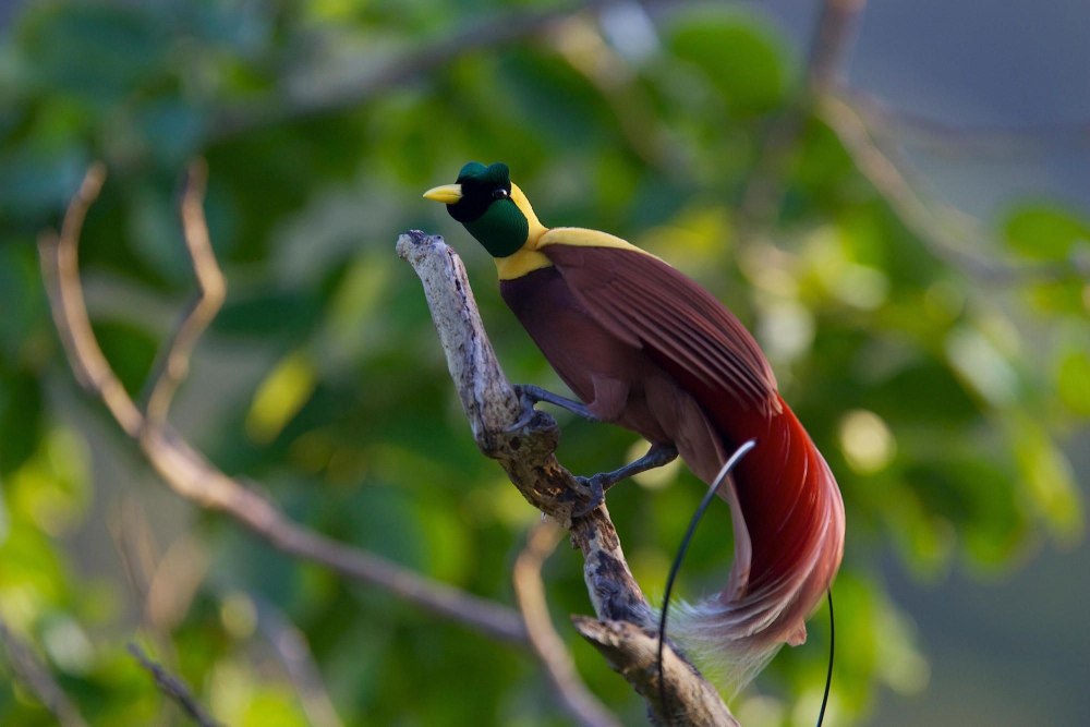 Красная Райская птица paradisaea rubra