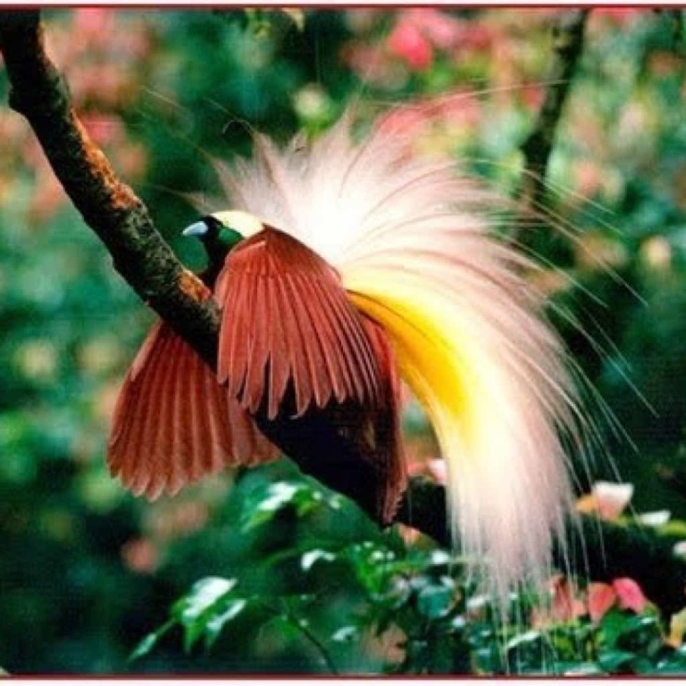 Paradisaea Guilielmi