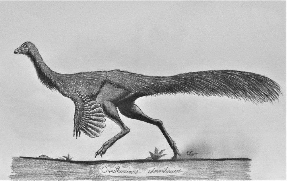 Орнитомимиды Saurian