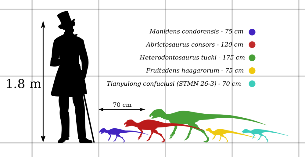 Abrictosaurus в соотношение с человеком