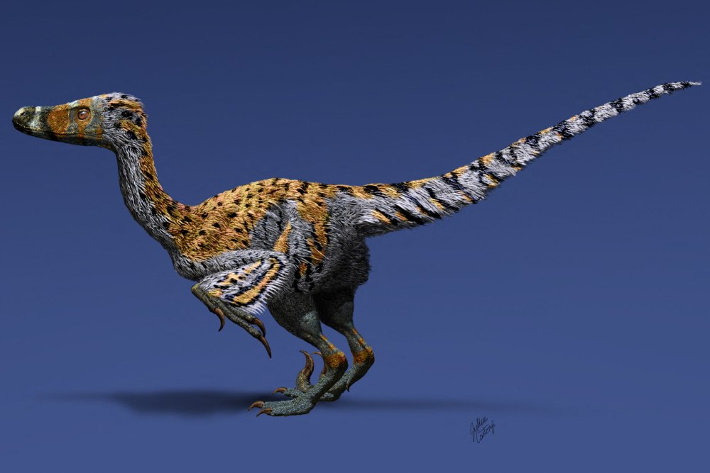 Linheraptor Exquisitus