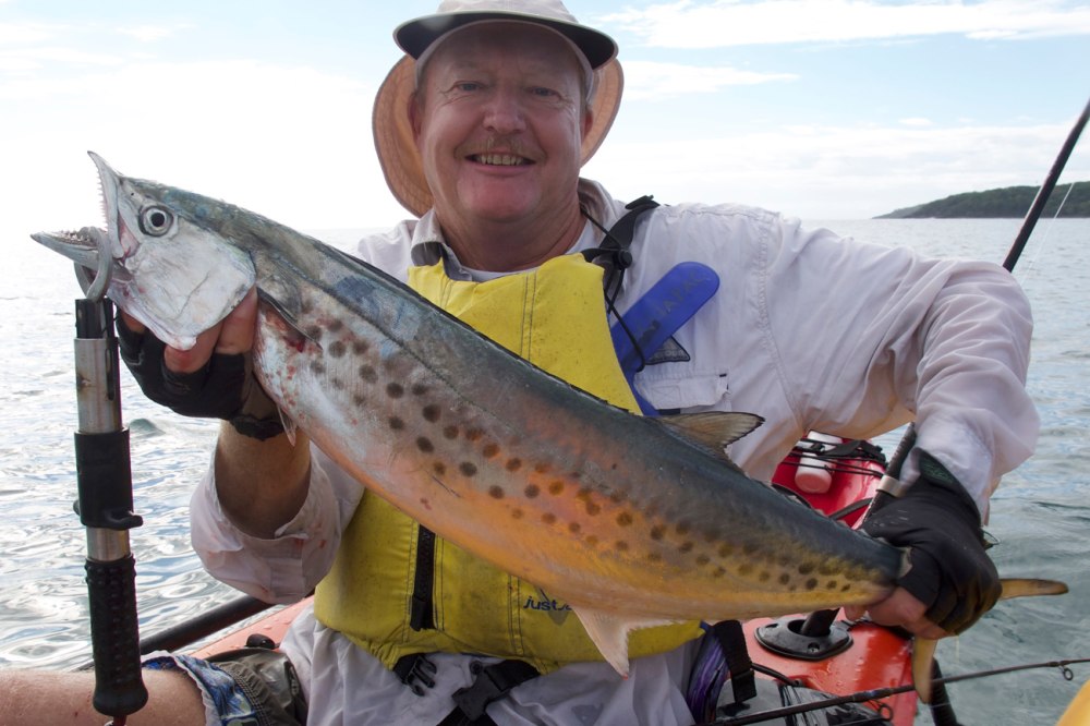 Australian spotted Mackerel рыба
