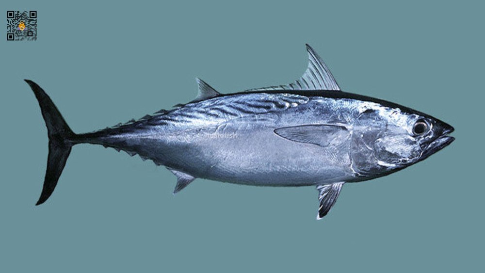 Euthynnus affinis что за рыба