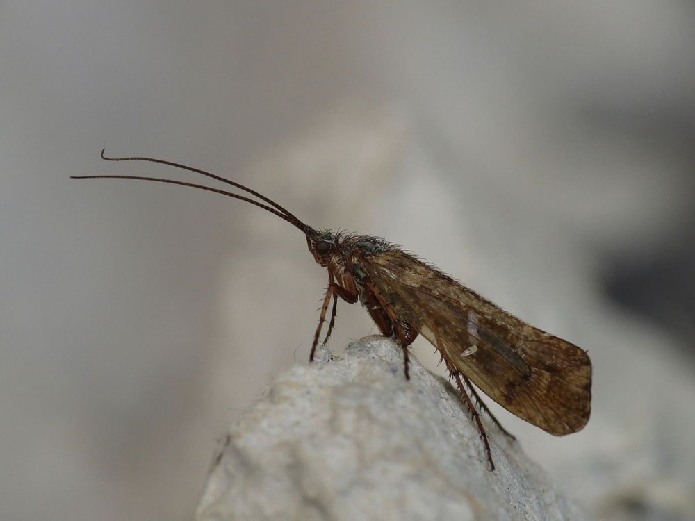 Ручейники (Trichoptera)