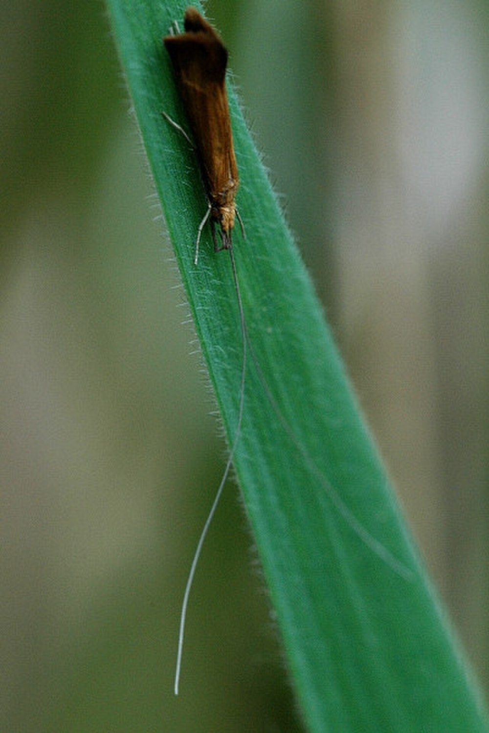 Leptocerus aterrinus