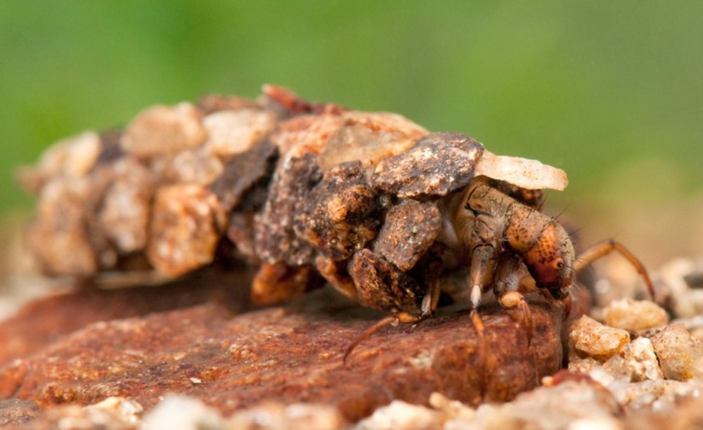 Anabolia furcata