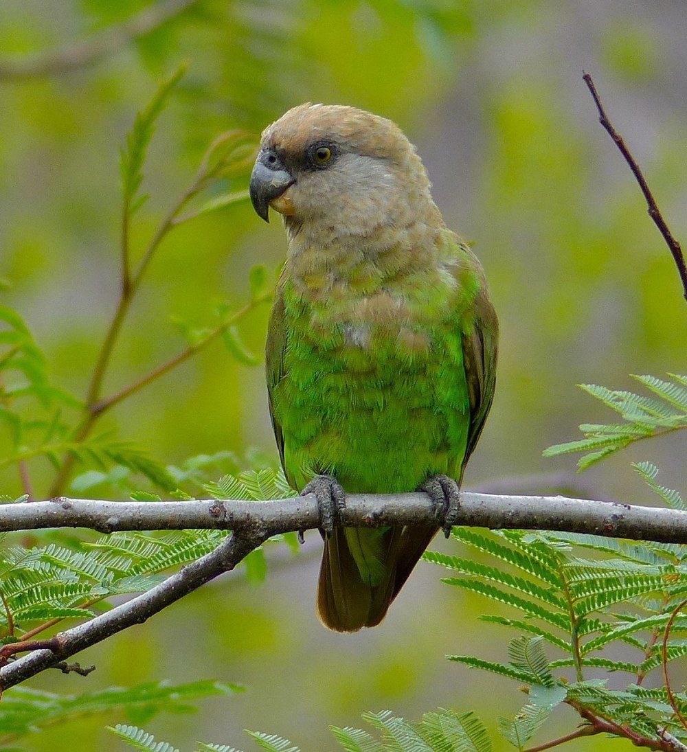 Poicephalus cryptoxanthus