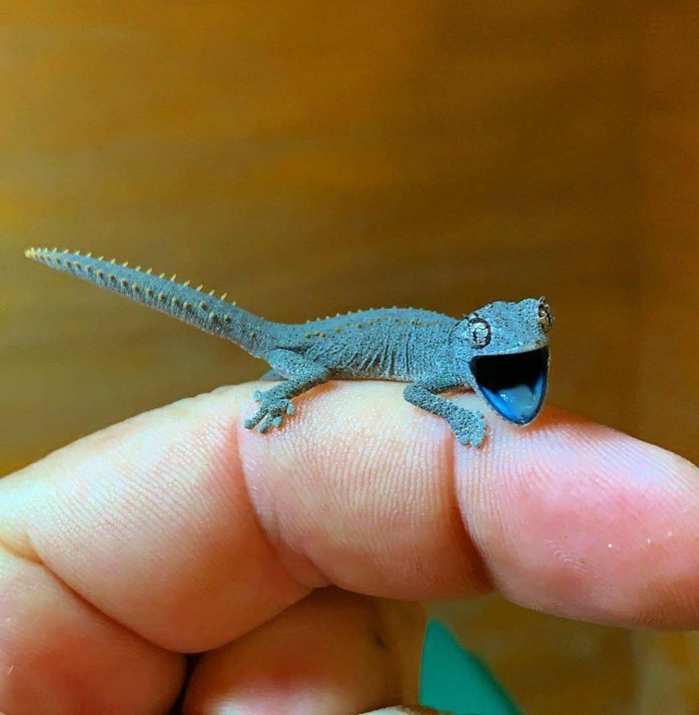 Королевский геккон
