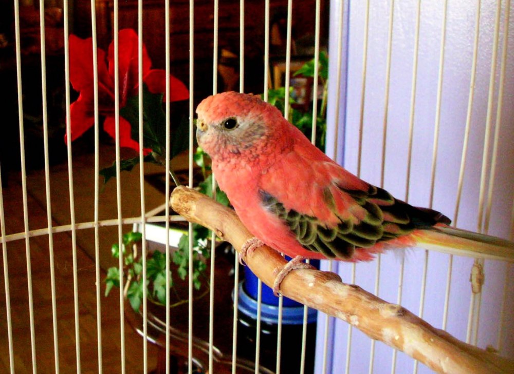 Розовобрюхий травяной попугайчик