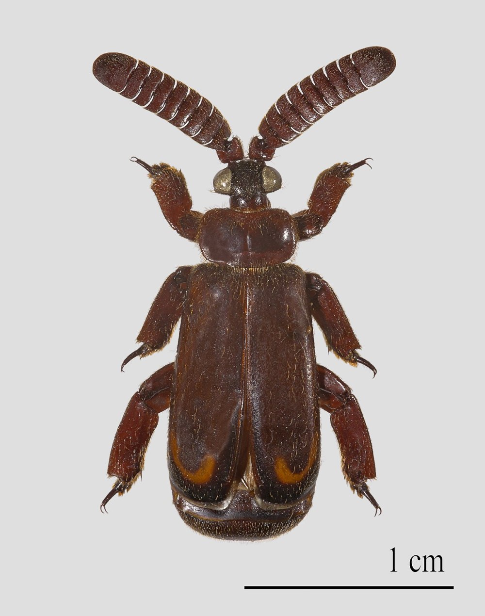 Жук Metrius
