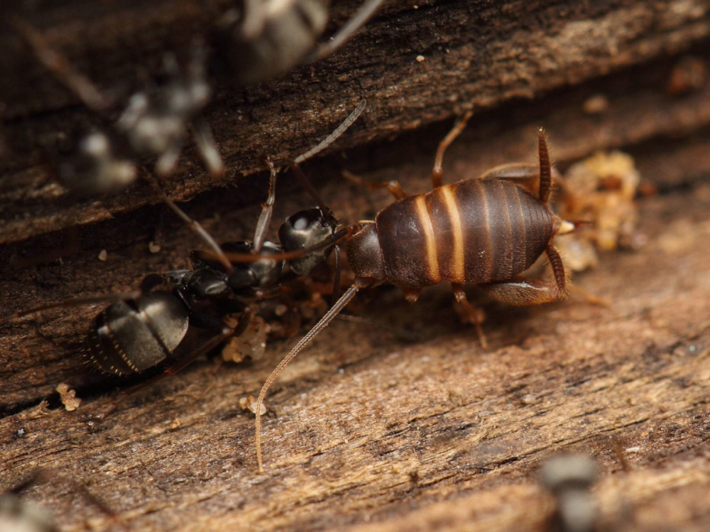 Myrmecophilus acervorum