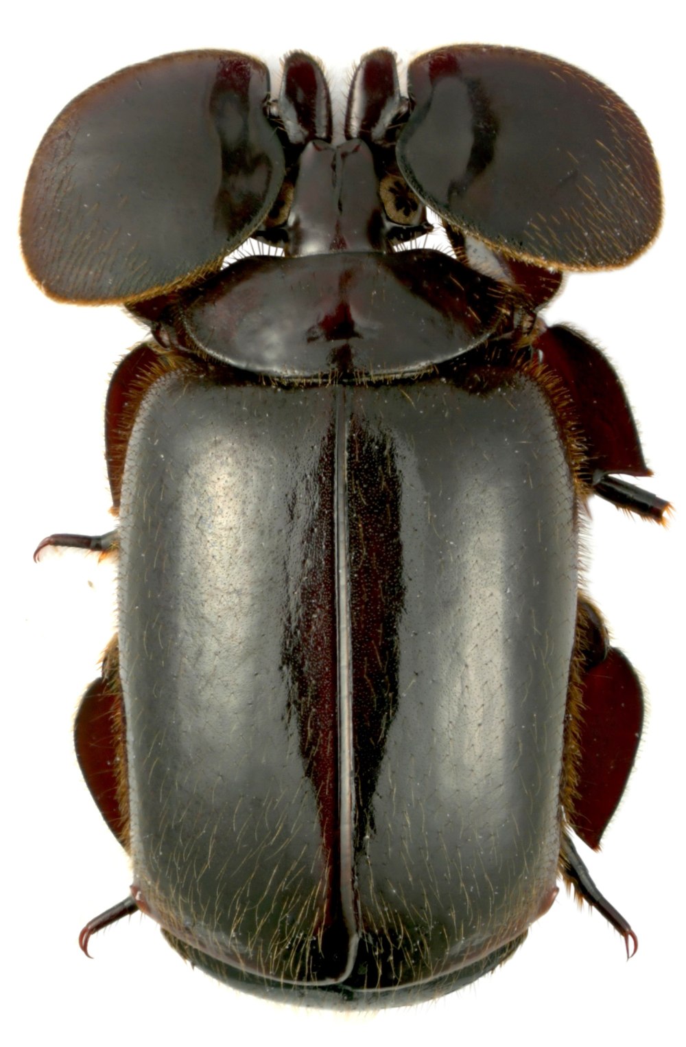 Platyrhopalopsis mellei
