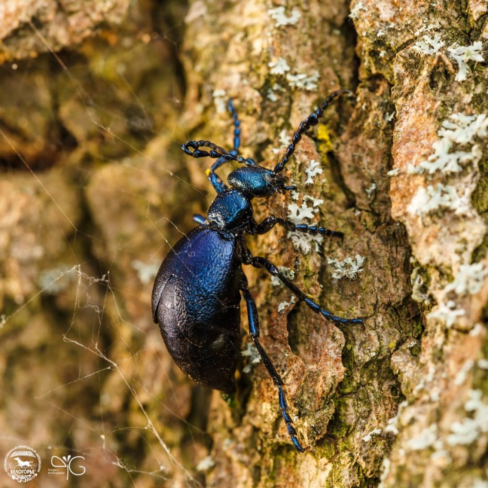 Meloe proscarabaeus Жук