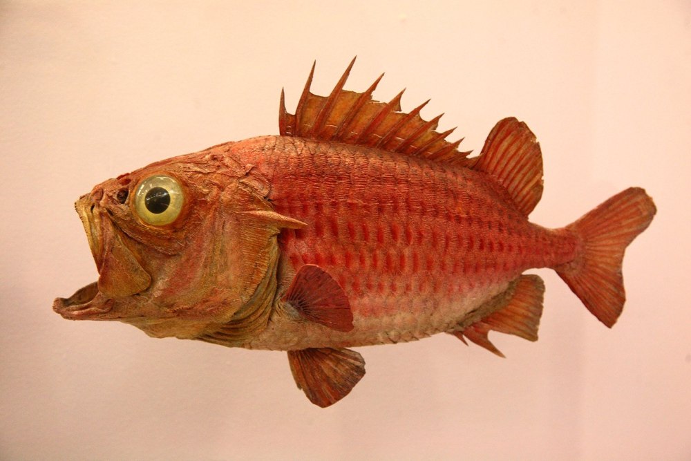 Рыжая рыба белка