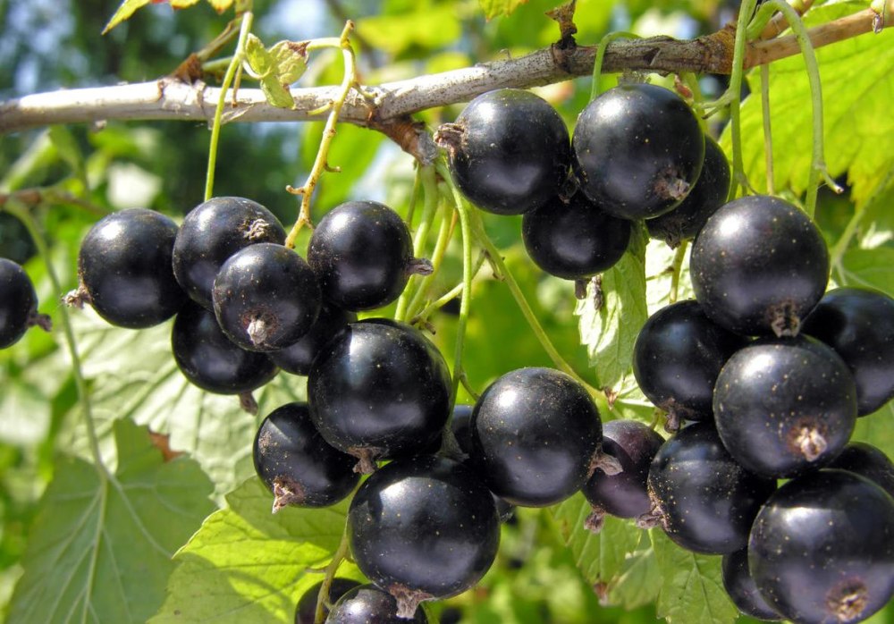 Смородина Атлант (черная)