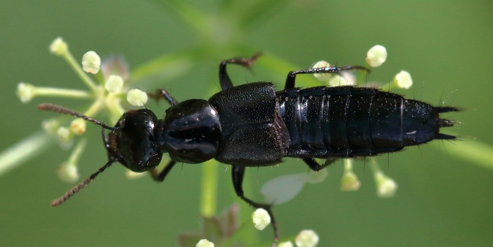 Rove Beetle ( Жук стафилинид)