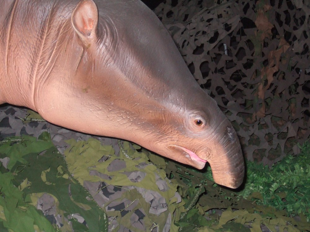 Меритерий (Moeritherium)