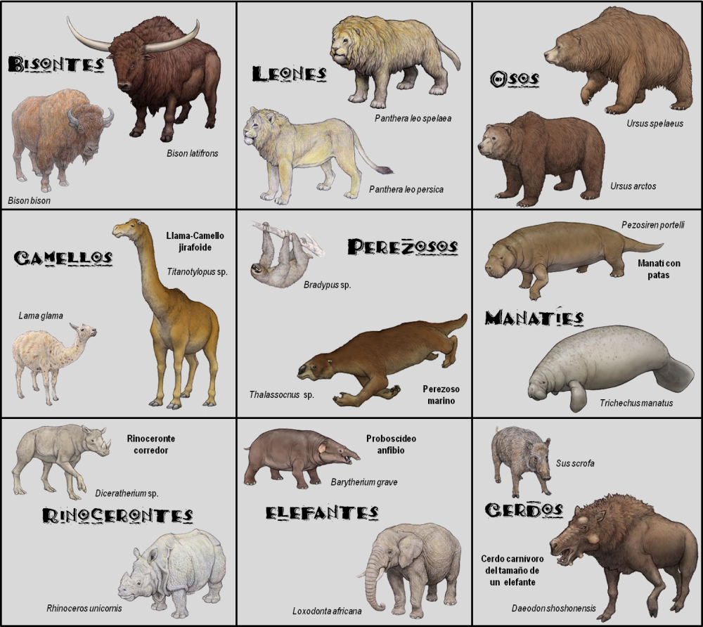 Panthera spelaea Size