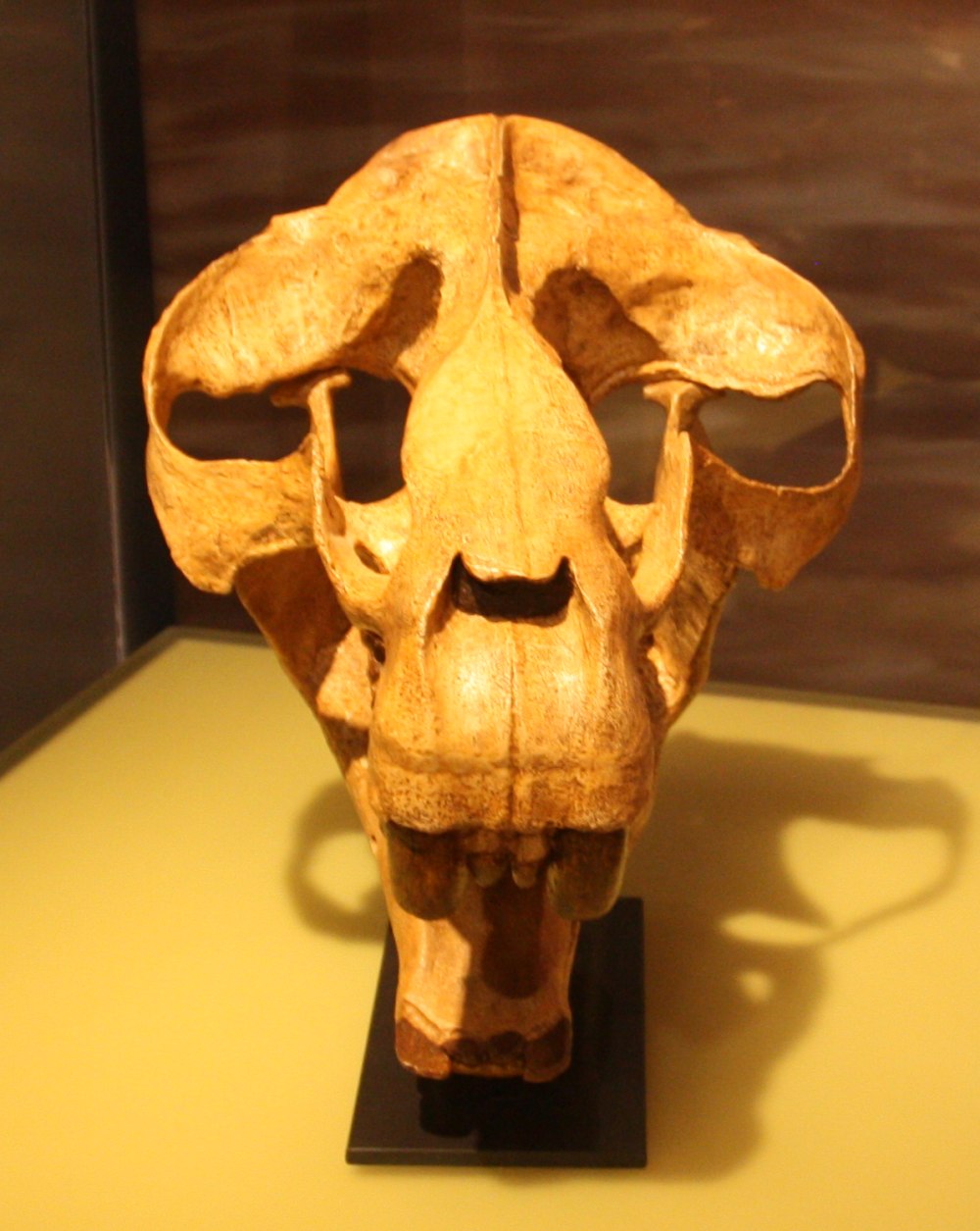 Меритерий (Moeritherium) череп