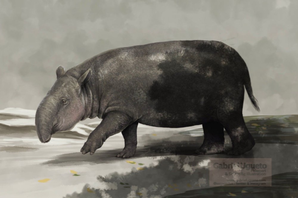Granastrapotherium snorki