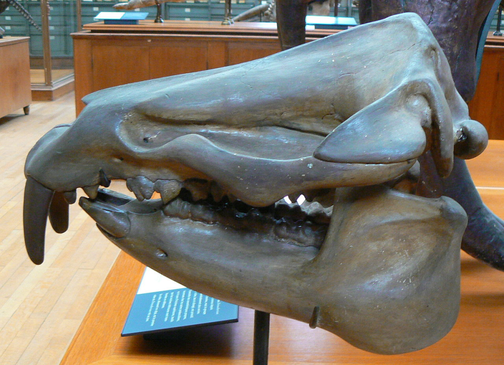 Меритерий (Moeritherium)