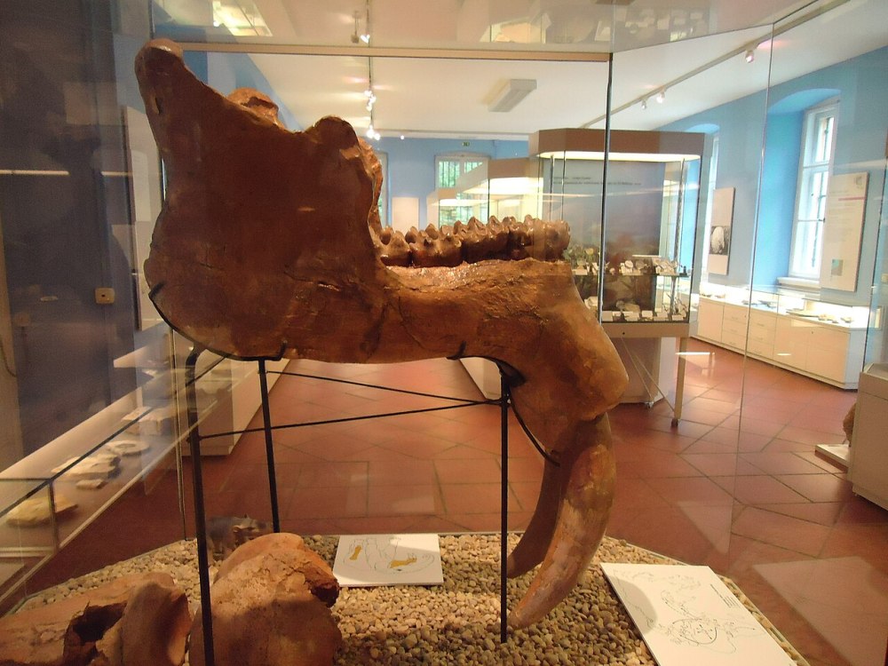 Баритерий скелет