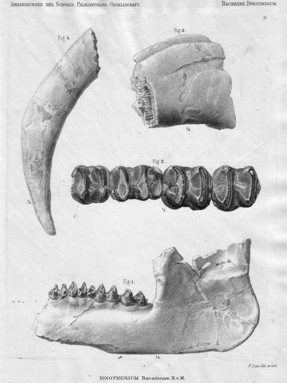 Elephantiformes