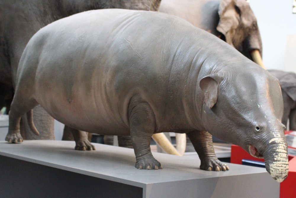 Moeritherium