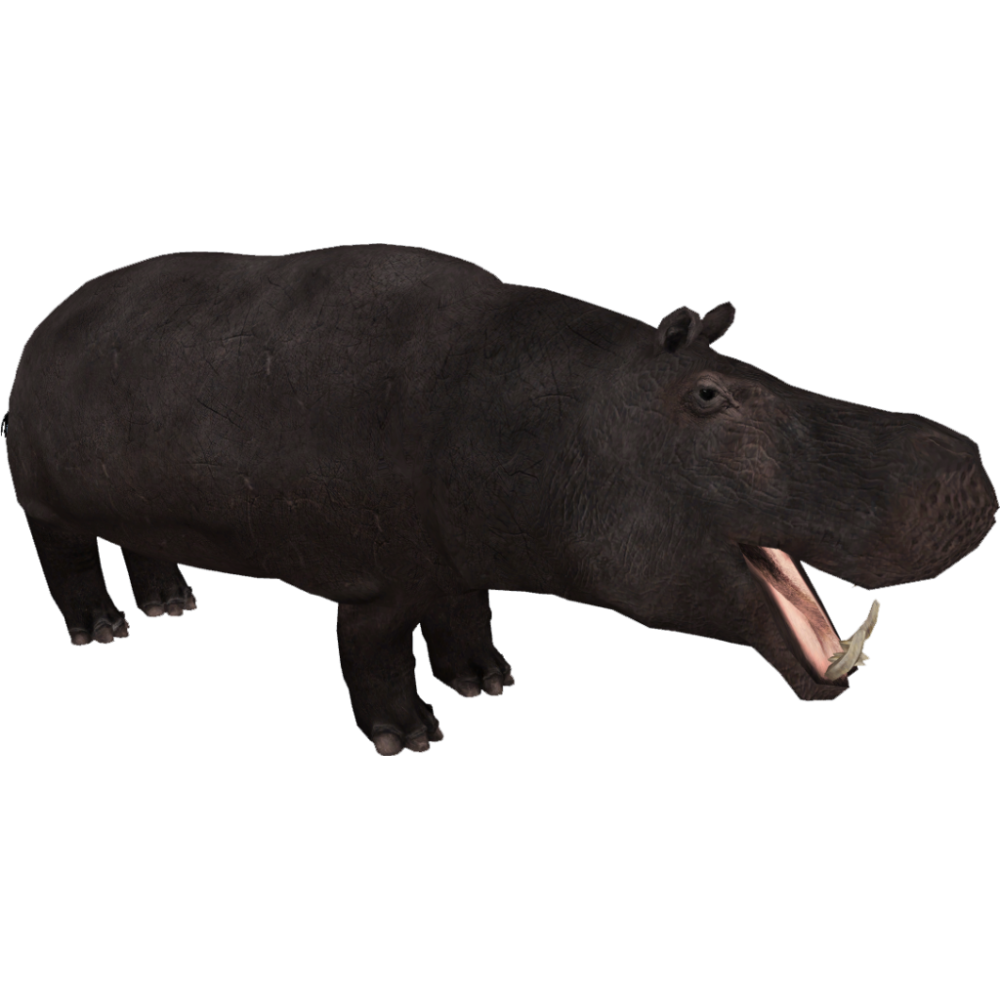 Dwarf Hippopotamus