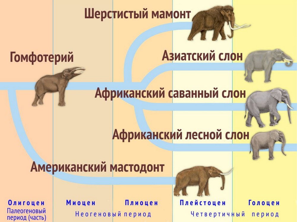 Эволюция слонов