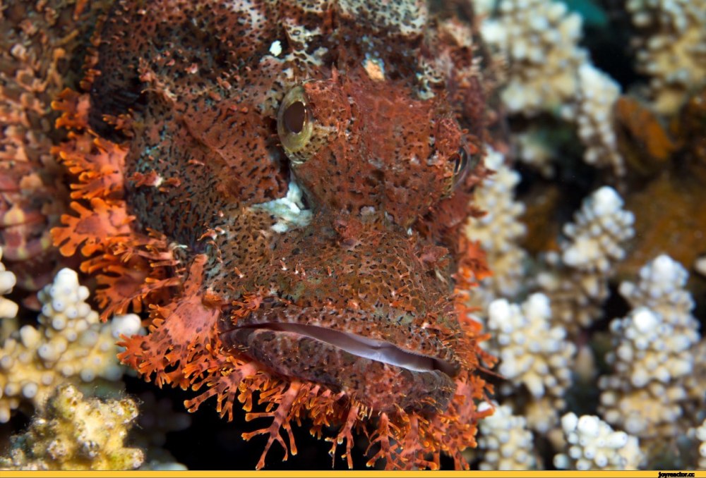 Глубоководные морские обитатели