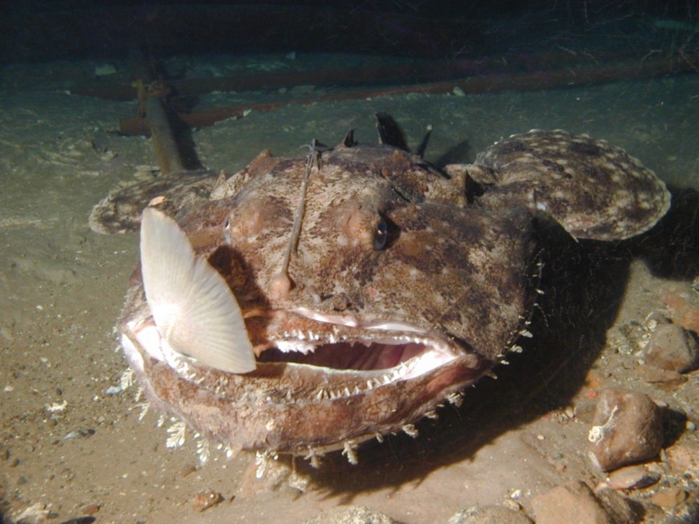 Европейский удильщик морской чёрт