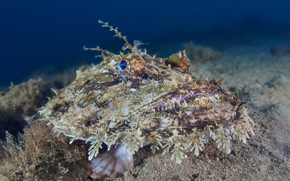 Морской чёрт удильщик