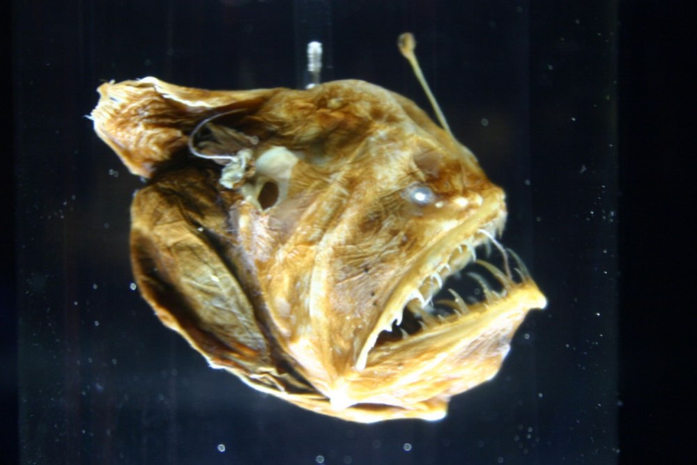 Melanocetus murrayi