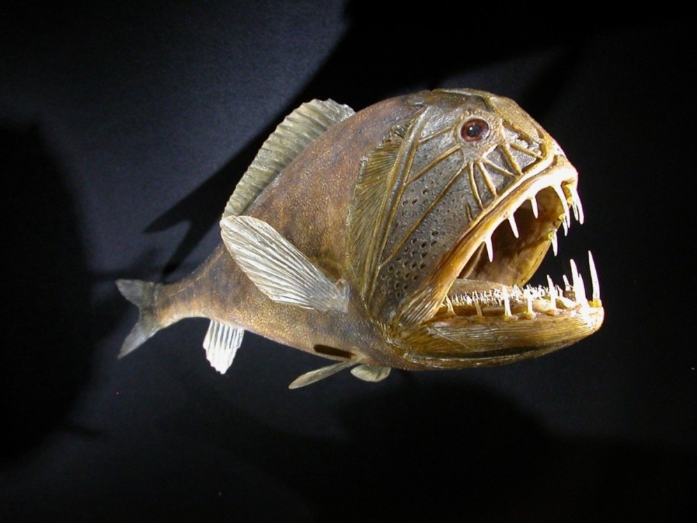 Саблезуб (Anoplogaster cornuta)