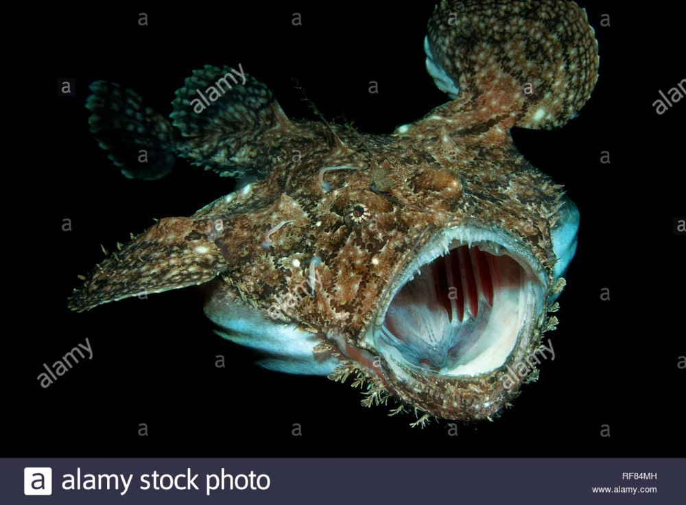 Морской черт (Lophius piscatorius)