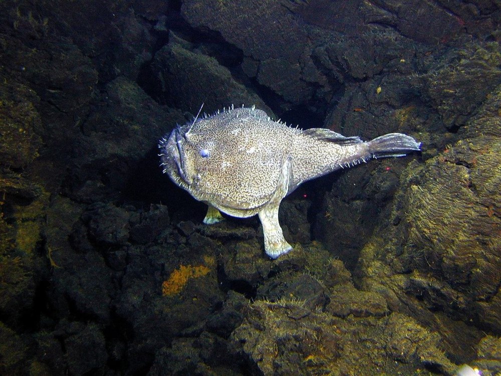 Морской черт удильщик