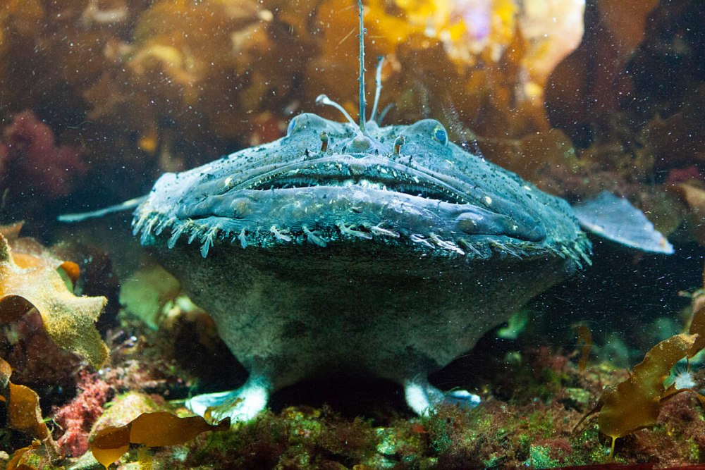 Морской черт рыба