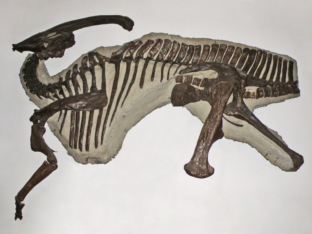 Parasaurolophus walkeri