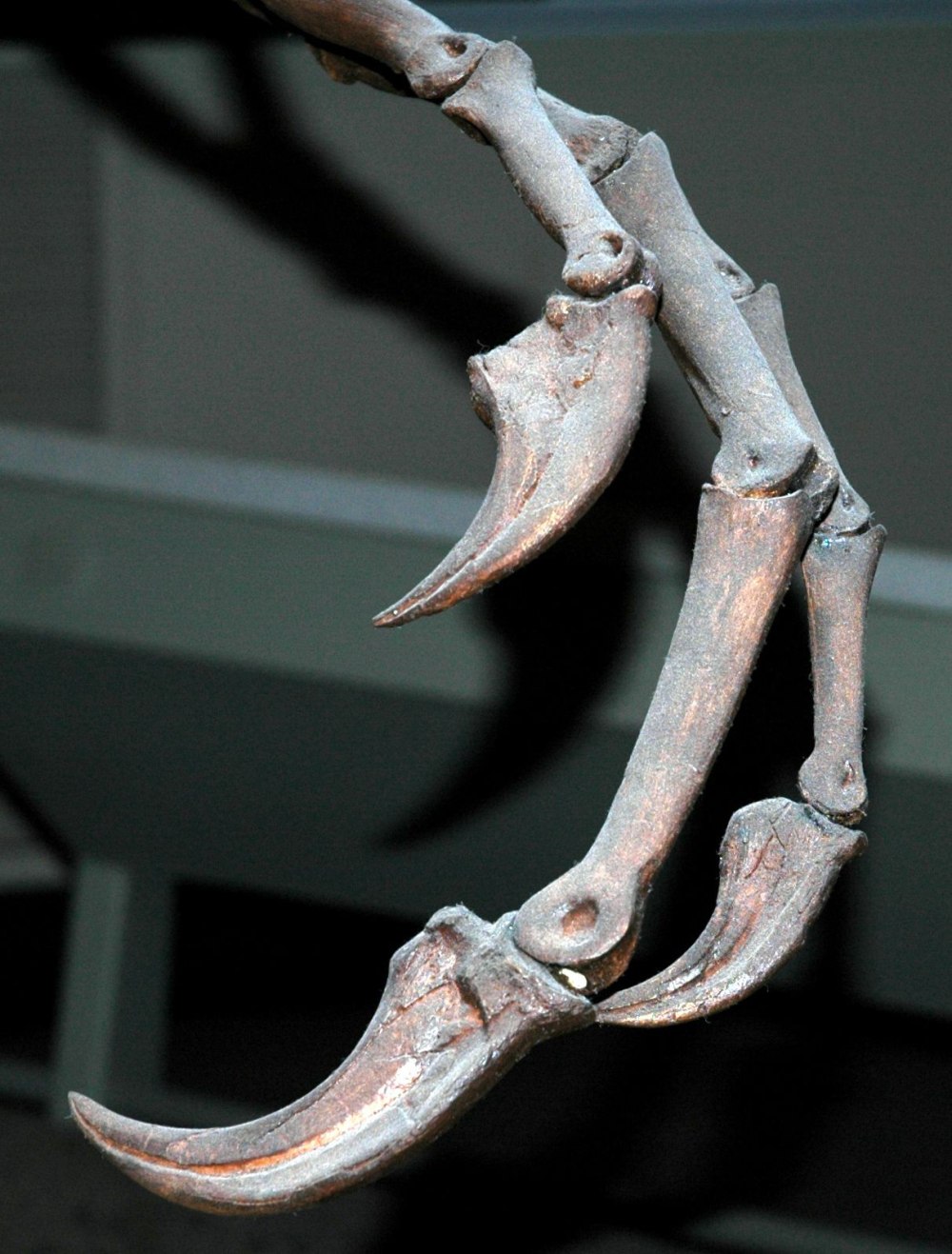 CHIROSTENOTES Reconstruction