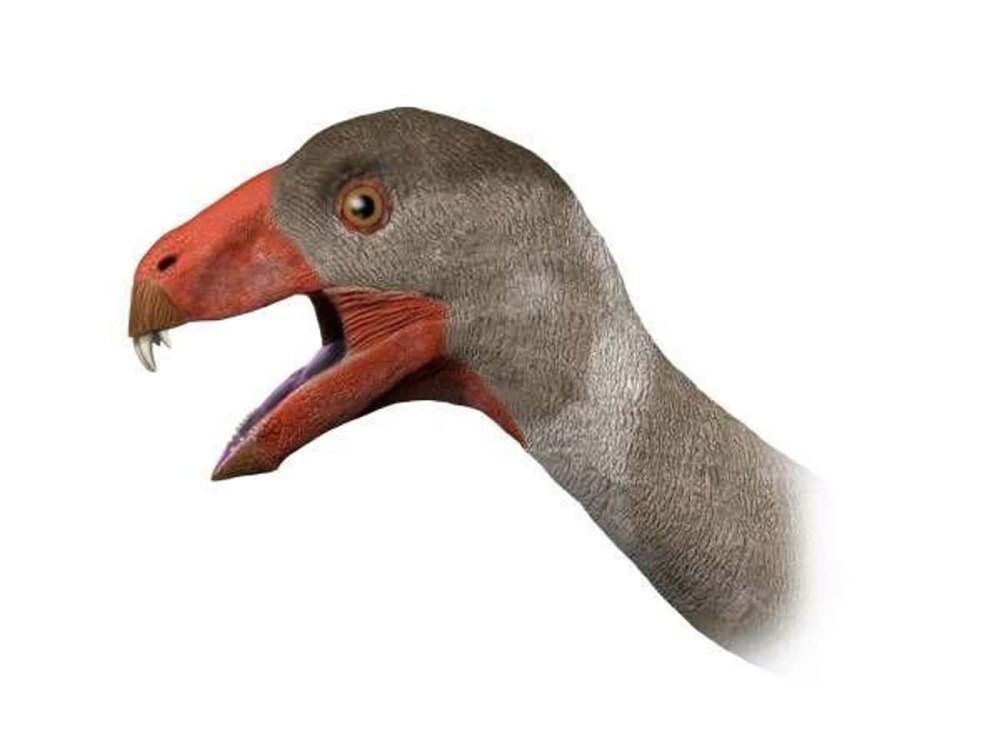 Incisivosaurus Oviraptorosauria