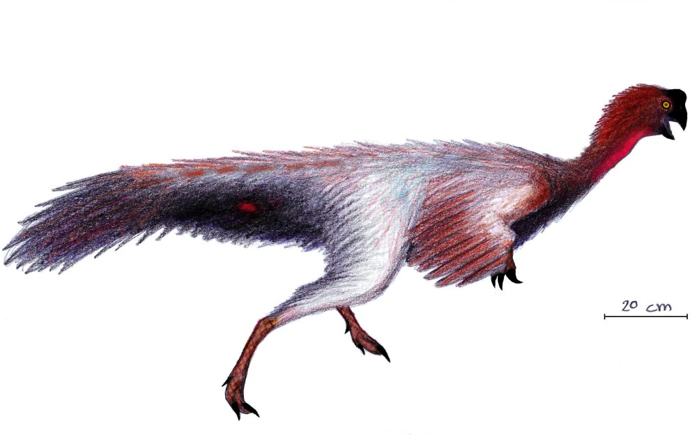 Jiangxisaurus cisiopurple