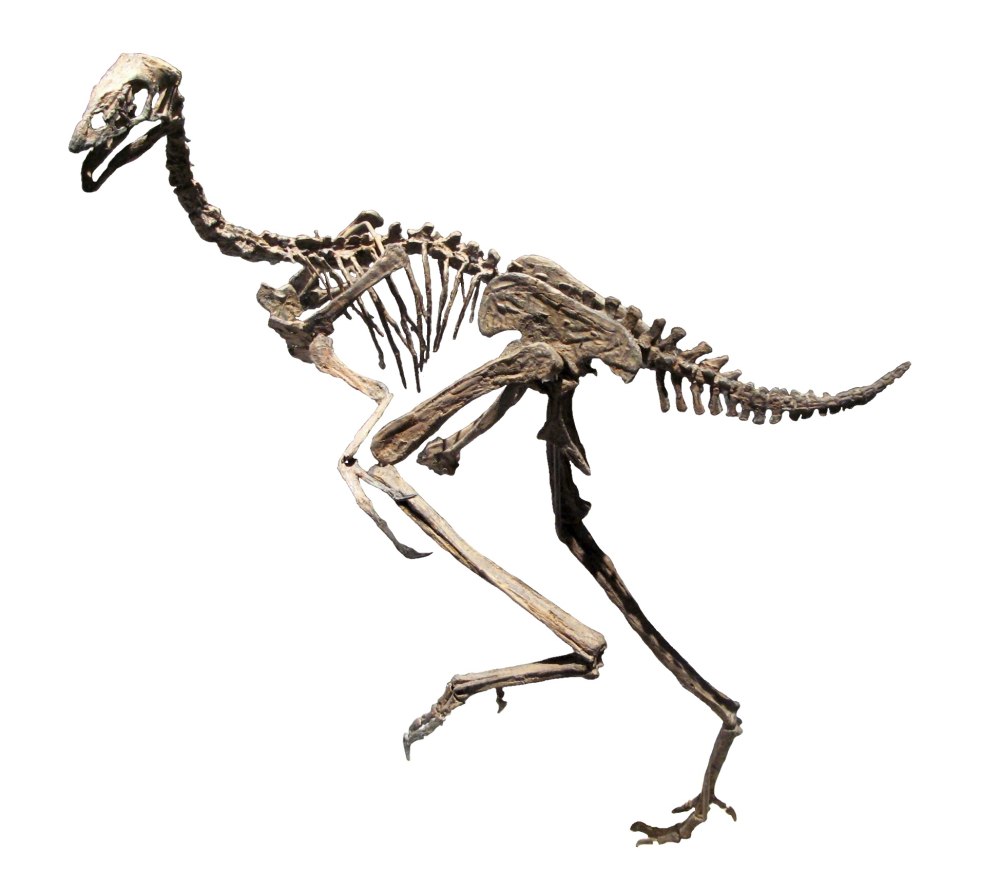 Caudipteryx Zoui