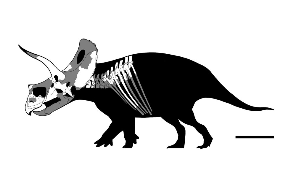 Эотрицератопс Eotriceratops