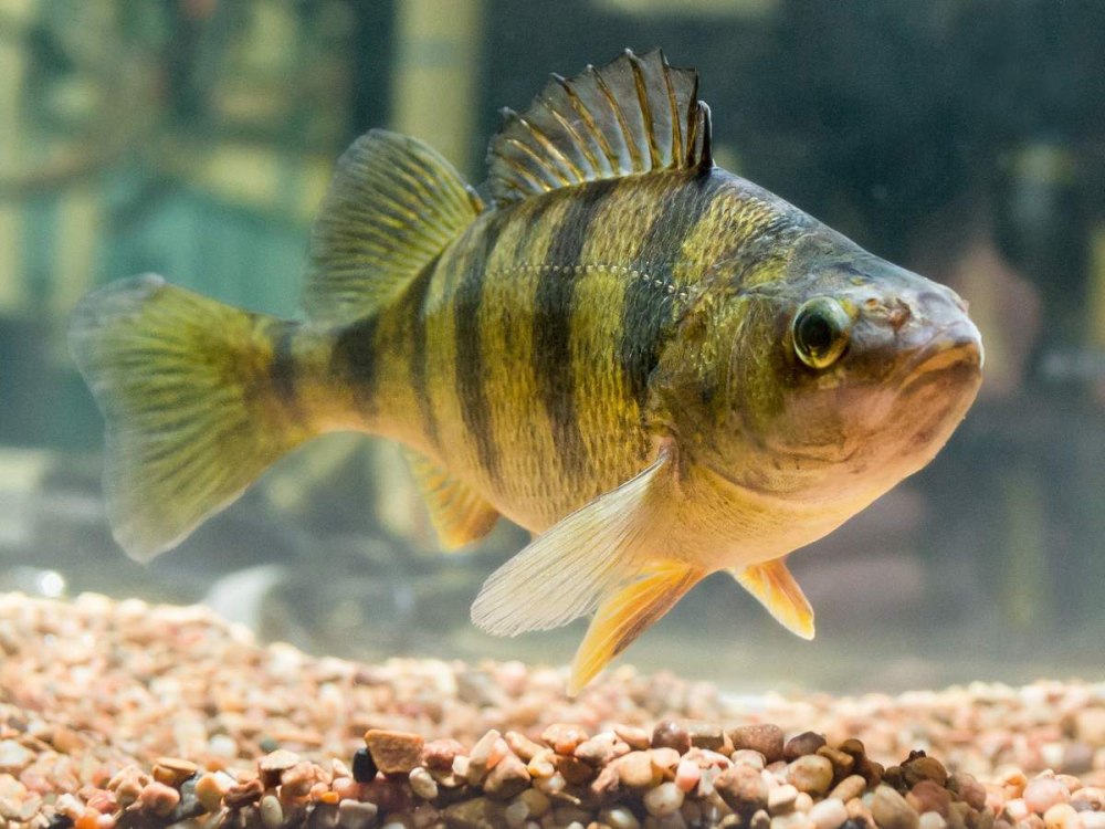 Окунь perca fluviatilis